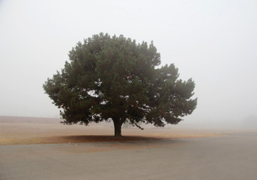 Lone Tree