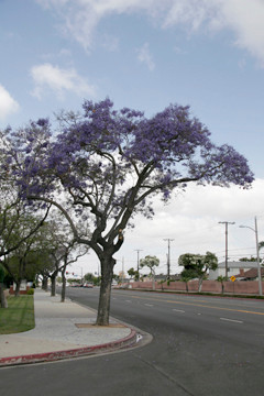 Jacaranda Tree in bloom