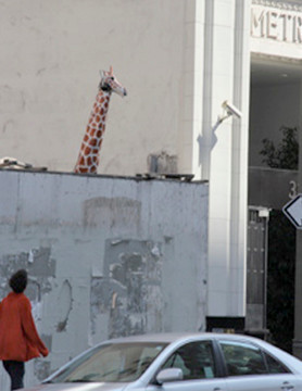 Giraffe