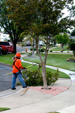 Tree Trimmer